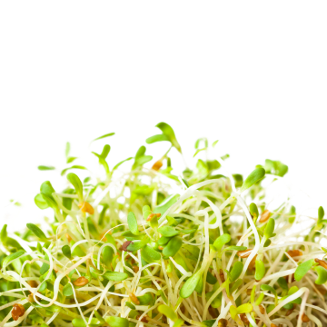 Alfalfa Extract