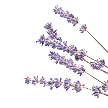 Lavender Flower Extract