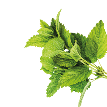 Lemon balm Extract