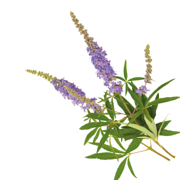 Chaste tree Extract