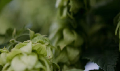 Hopfenextrakt
