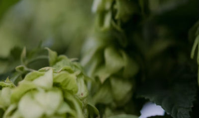 Hopfenextrakt